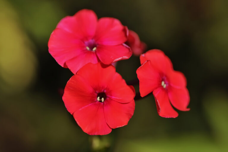 How to Grow Phlox