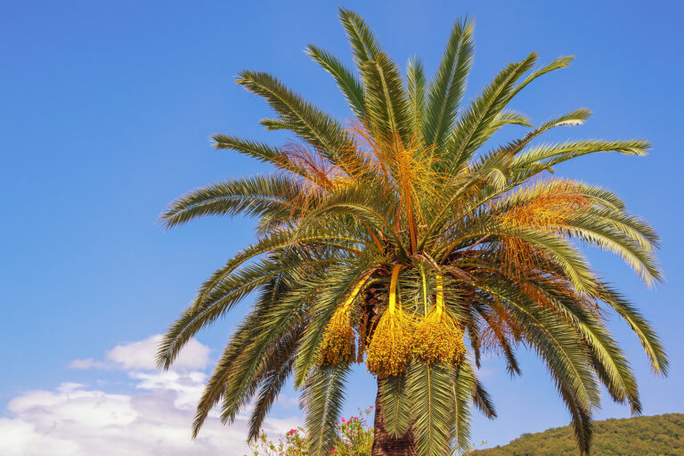 How to Grow Date Palm — Phoenix