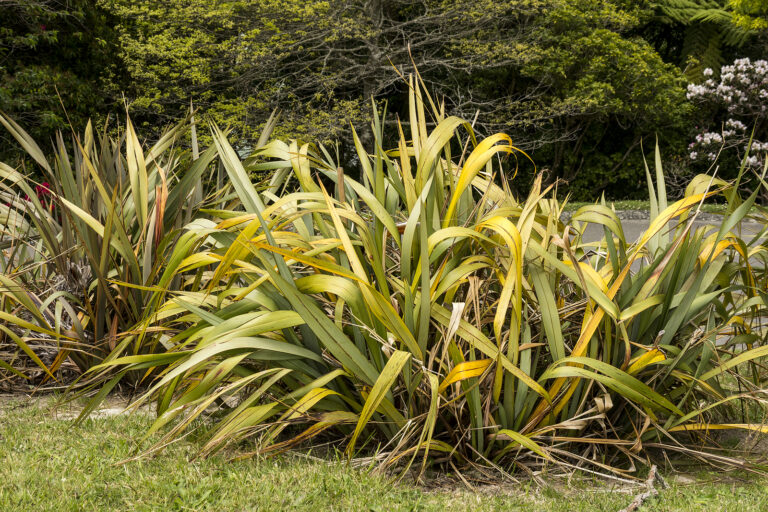 How to Grow New Zealand Flax  – Phormium 