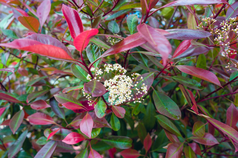 How to Grow Photinia
