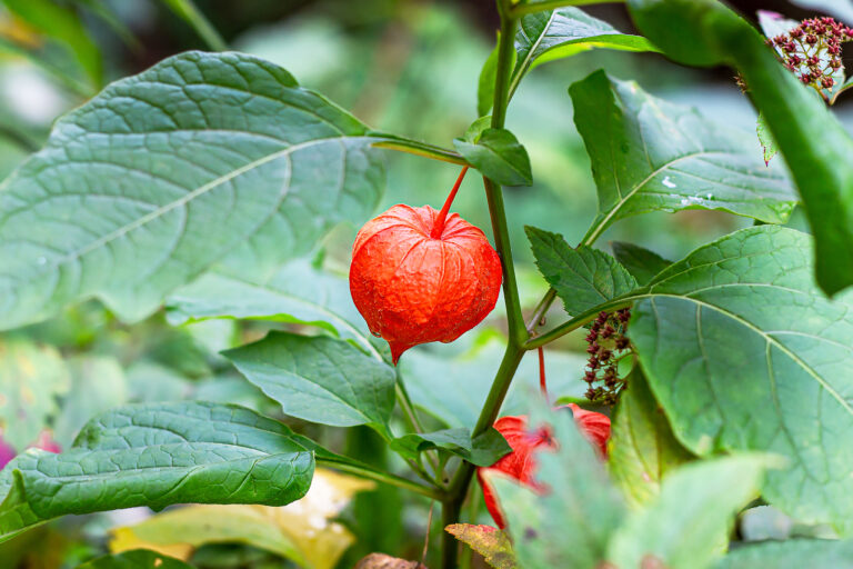 How to Grow Ground Cherry — Physalis
