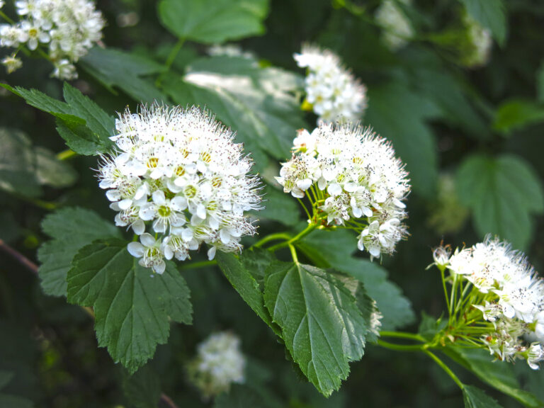 How to Grow Physocarpus – Ninebark