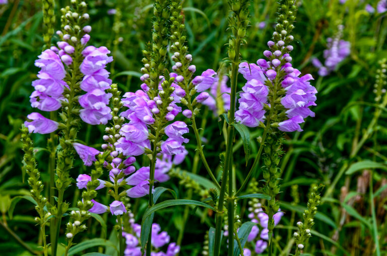 How to Grow Obedient Plant — Physostegia