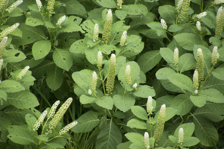 How to Grow Pokeweed — Phytolacca  