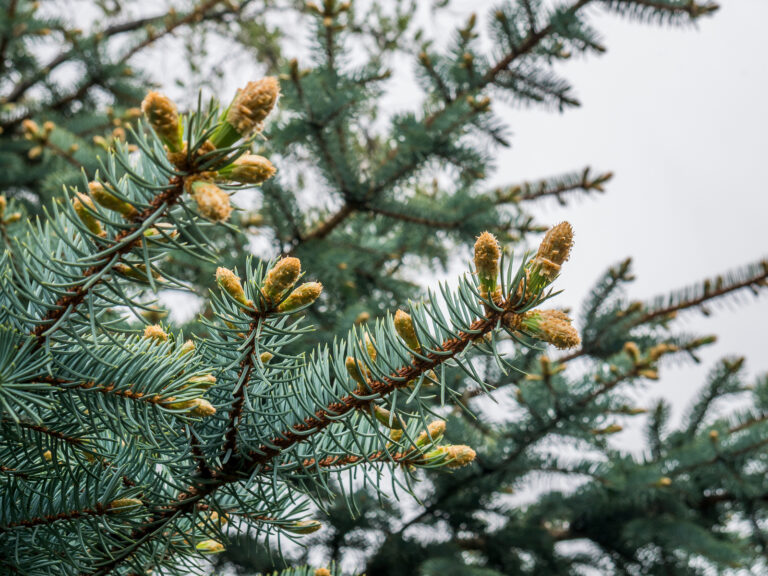 How to Grow Spruce – Picea