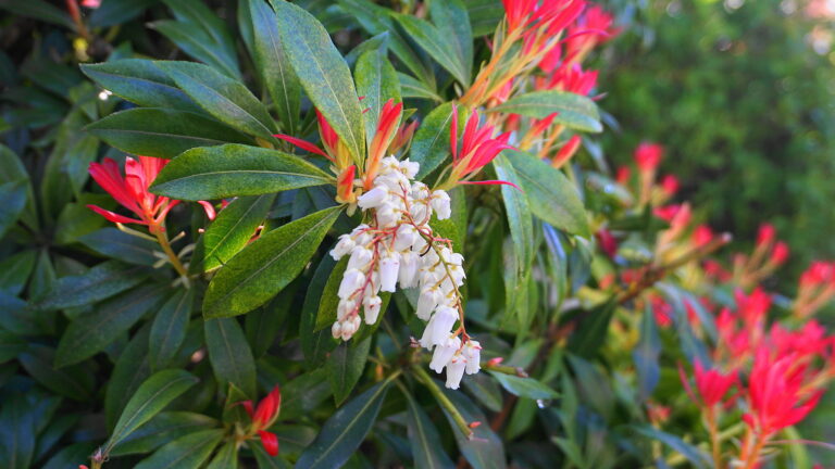 How to Grow Andromeda – Pieris