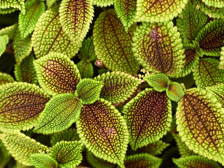 How to Grow Aluminum Plant — Pilea