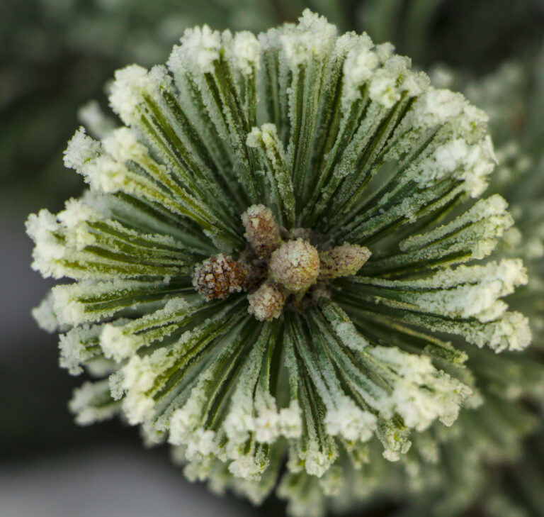 How to Grow Pine Trees – Pinus