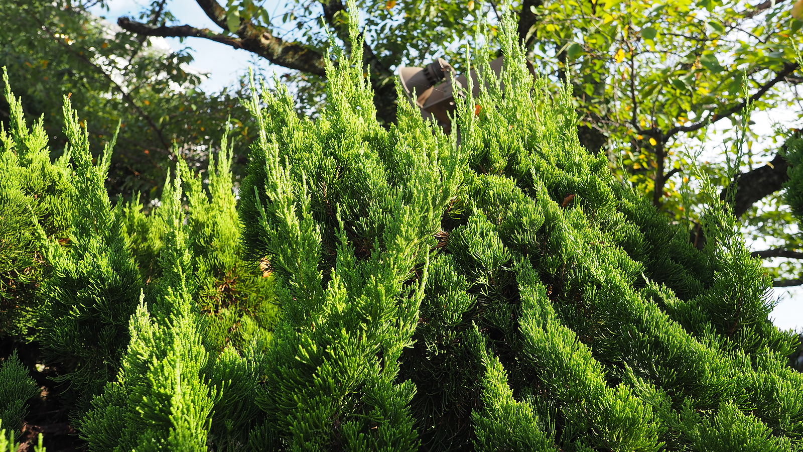 Pinus