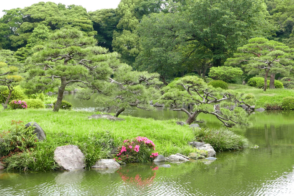 Japanese black pines, Pinus thunbergii