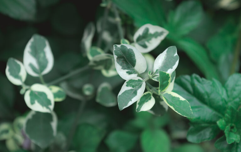 How to Grow Bird-Catcher Tree — Pisonia
