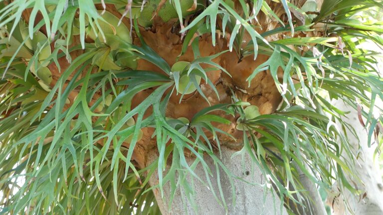 How to Grow Platycerium – Staghorn Fern