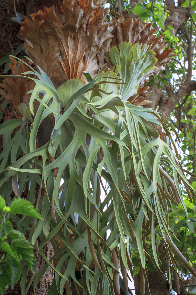 Staghorn Ferns or Elkhorn Ferns, Platycerium bifurcatum
