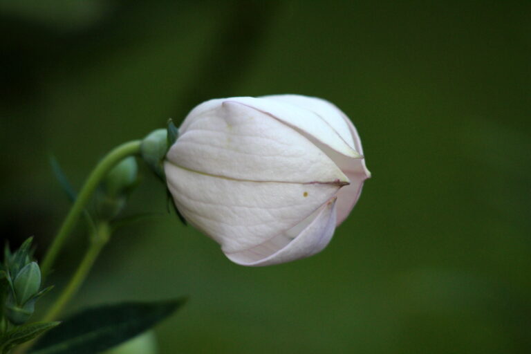 How to Grow Balloon Flower — Platycodon