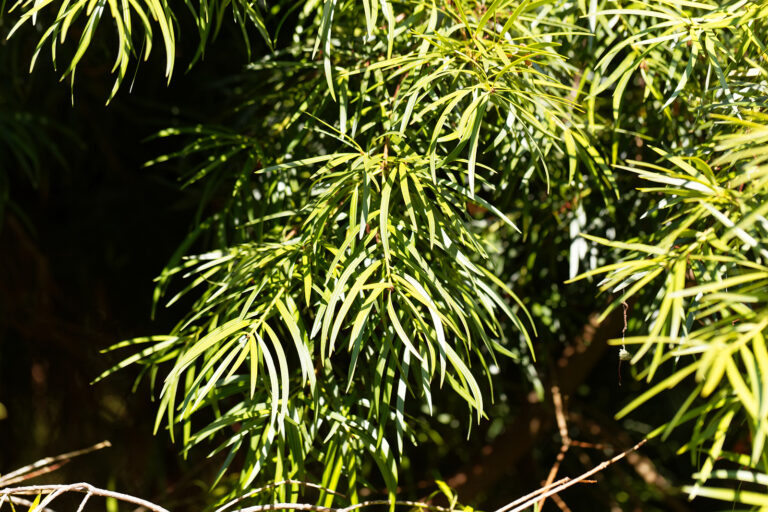 How to Grow Southern Yew – Podocarpus