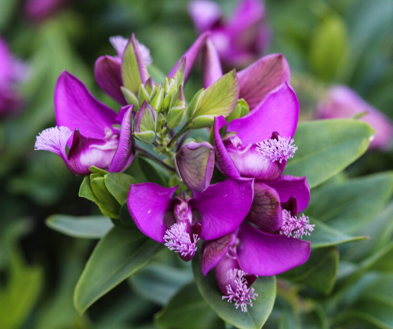 How to Grow Milkwort — Polygala