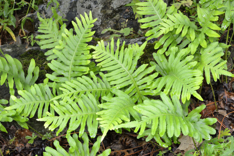 How to Grow Rabbit’s Foot Fern — Polypodium