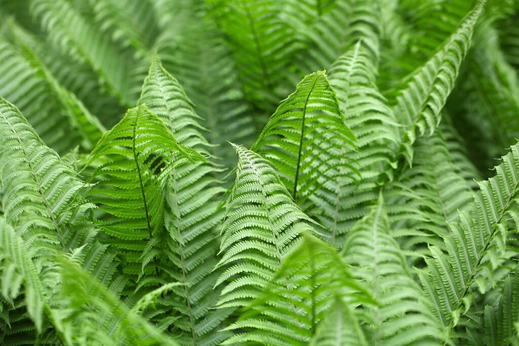  Polystichum ferns 