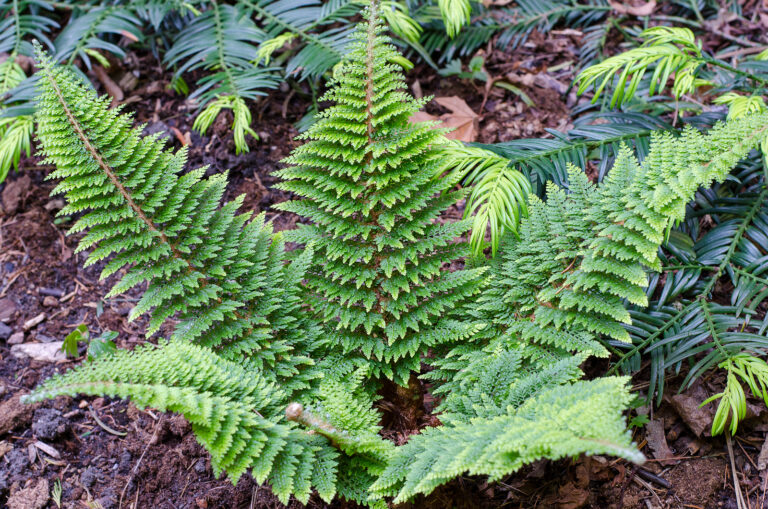 How to Grow Polystichum – Sword Fern