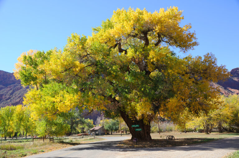 How to Grow Poplar, Cottonwood, Aspen – Populus