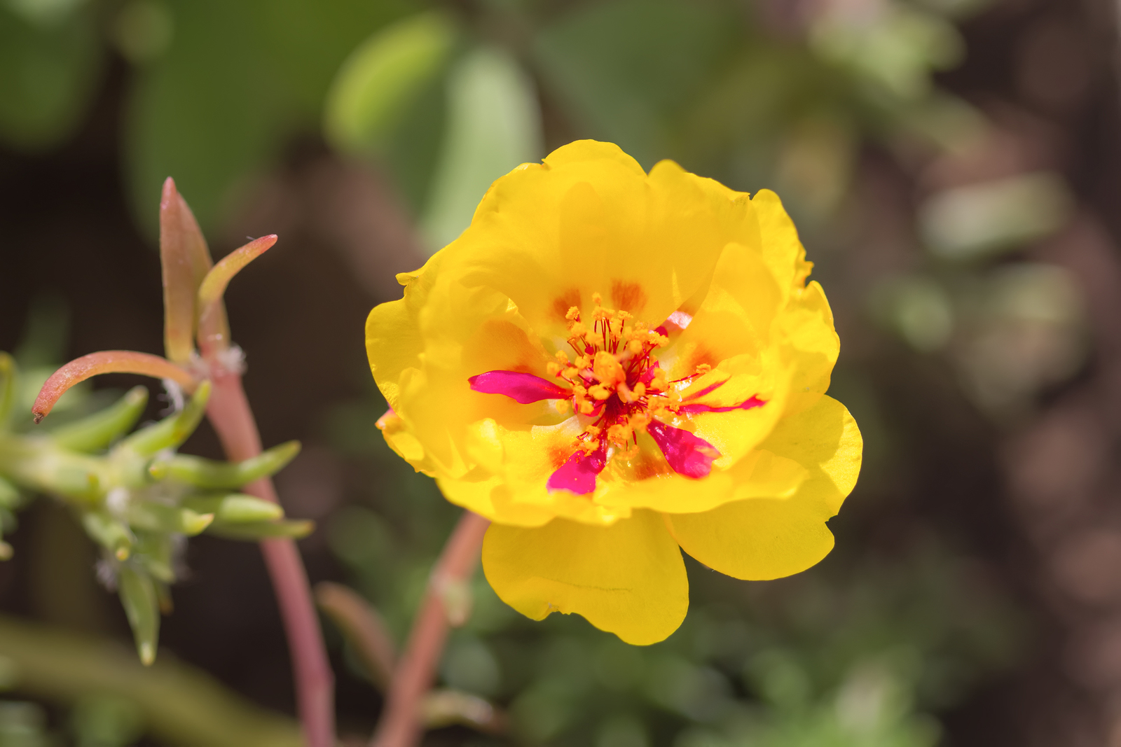 Portulaca Flower in full bloom.