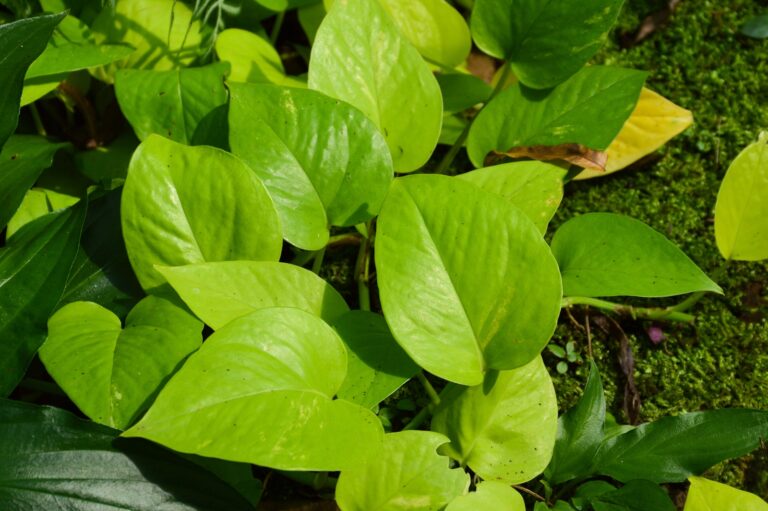 How to Grow Pothos — Epipremnum