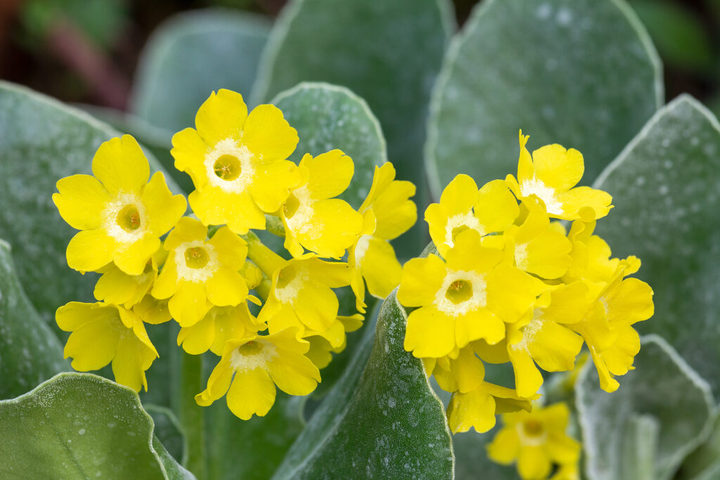 Primula auricula, known as mountain cowslip 