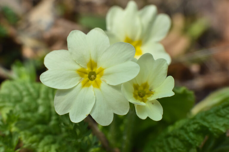 How to Grow Polyantha Primrose – Polyantha Primula