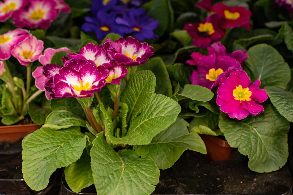 Primula primrose 