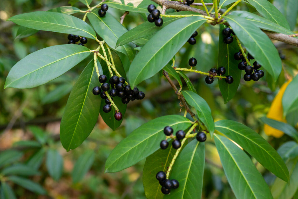 Prunus laurocerasus 'Otto Luyken' - berries of cherry laurel.