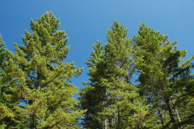 How to Grow Douglas Fir – Pseudotsuga  