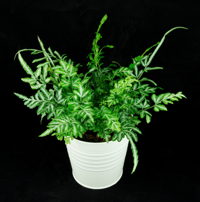 How to Grow Table Fern — Pteris