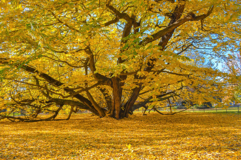 How to Grow Wingnut — Pterocarya