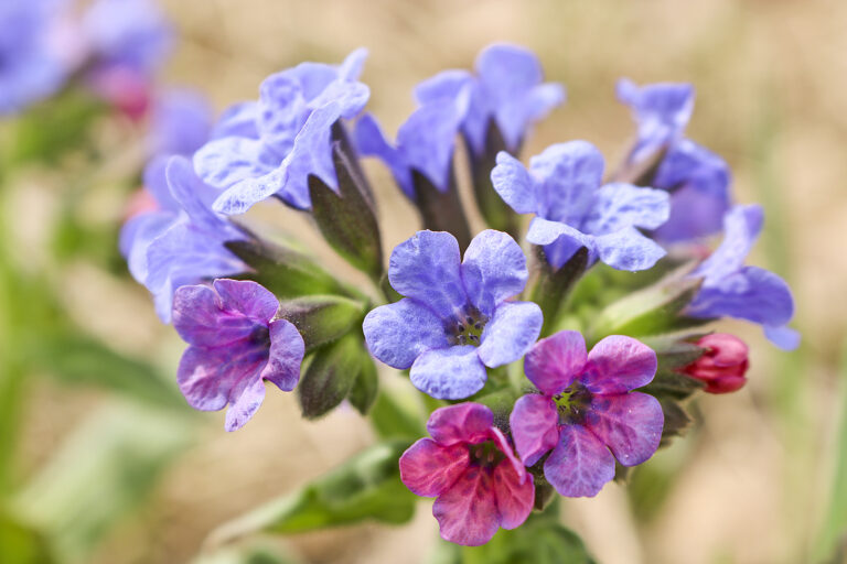 How to Grow Lungwort — Pulmonaria