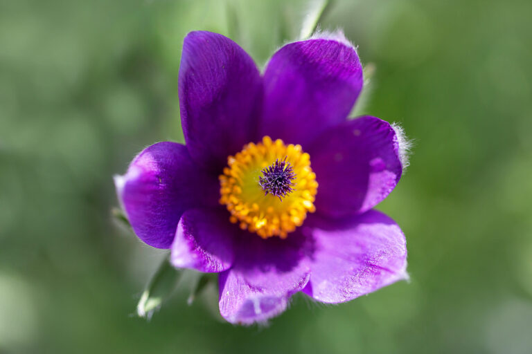 How to Grow Pasque Flower — Pulsatilla