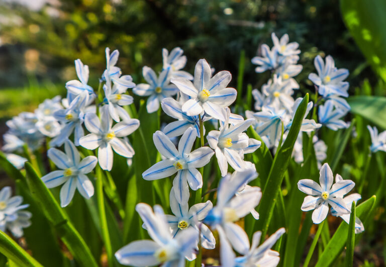 How to Grow Striped Sqill — Puschkinia