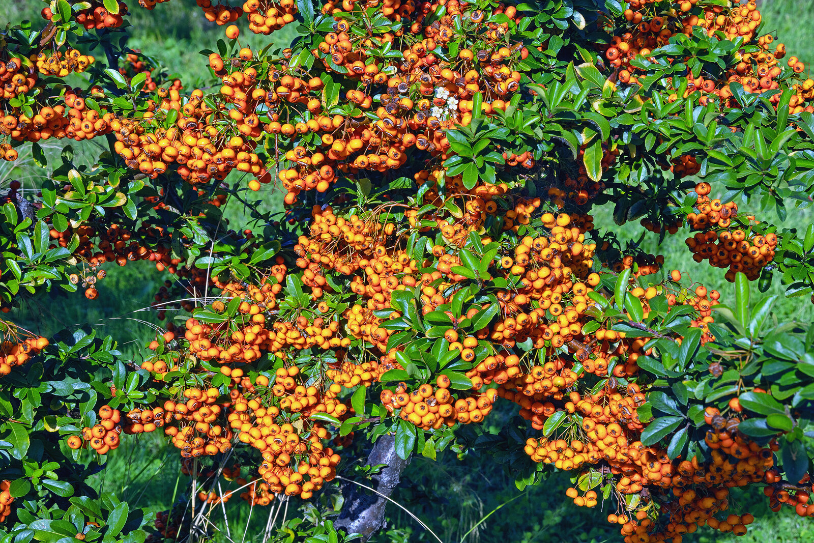 Pyracantha