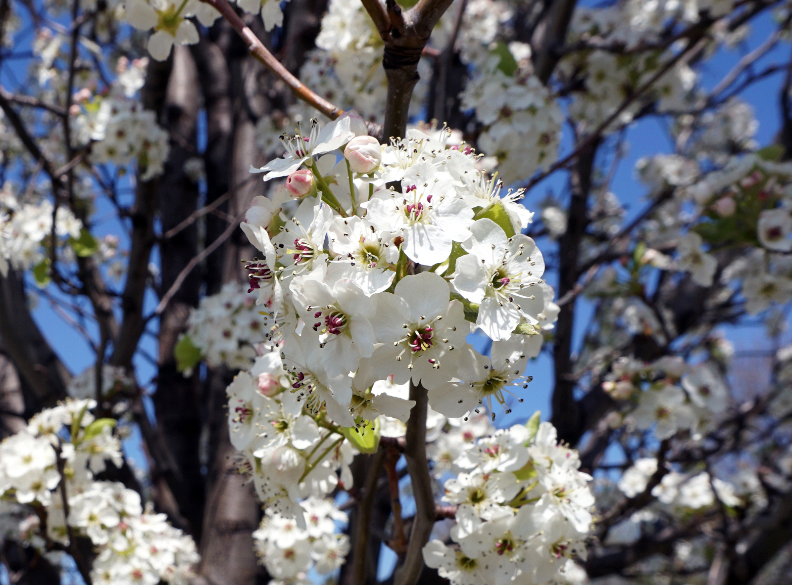 How to Grow Pyrus - Flowering Pear