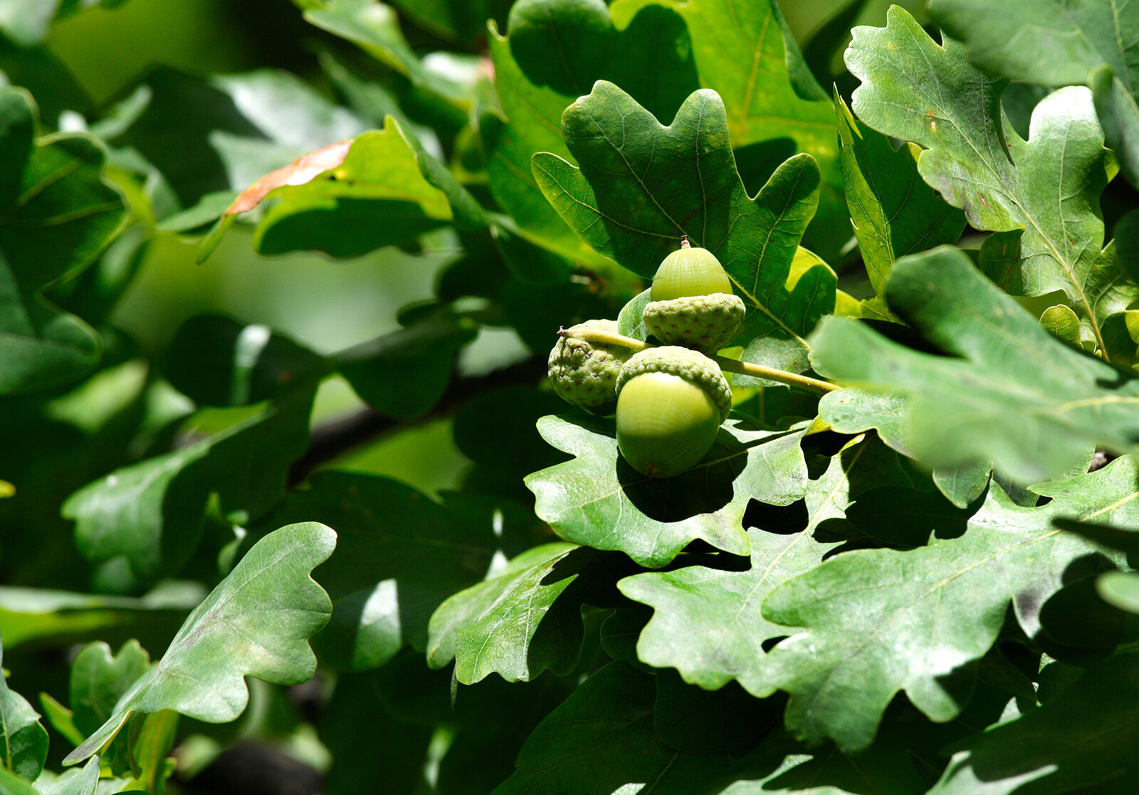 Quercus acorn