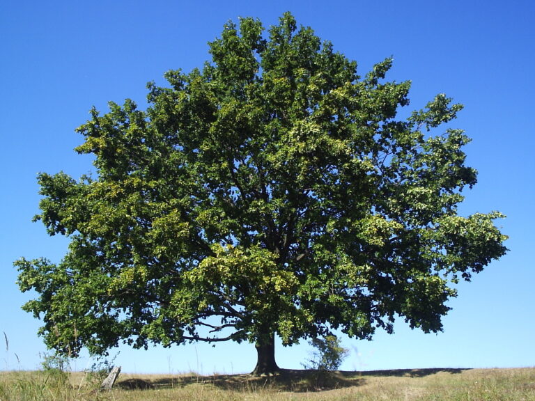 How to Grow Oak — Quercus 