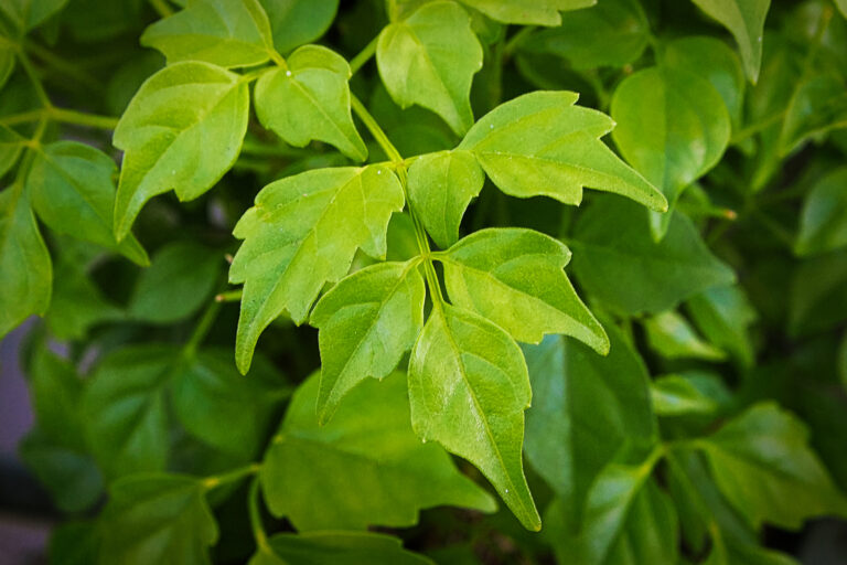How to Grow China Doll — Radermachera