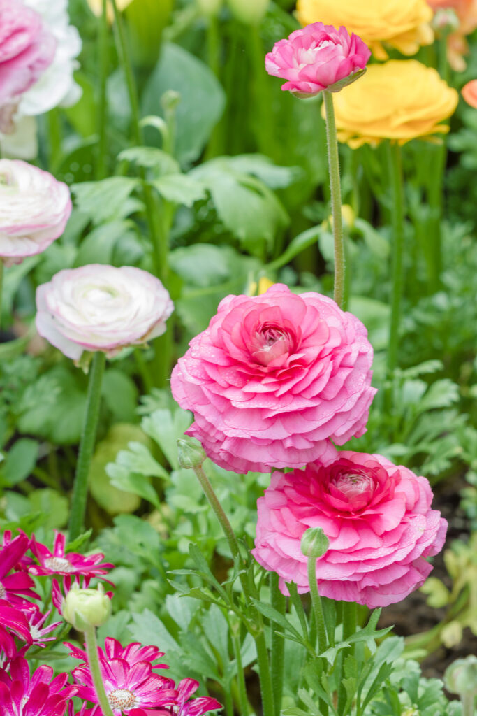 How To Grow Ranunculus