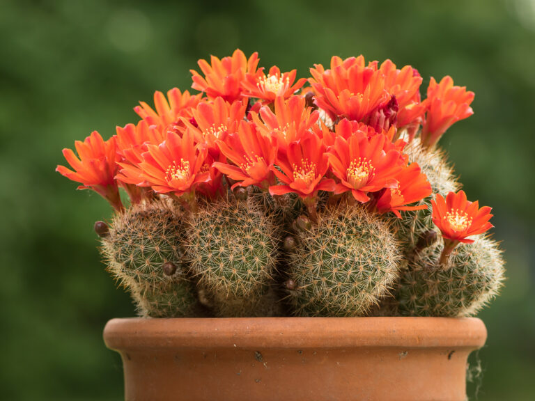 How to Grow Rebutia – Crown Cactus