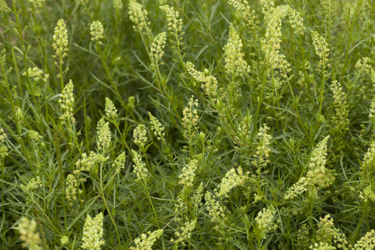 How to Grow Migonette — Reseda