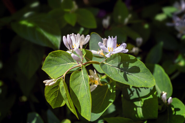 How to Grow Buckthorn — Rhamnus