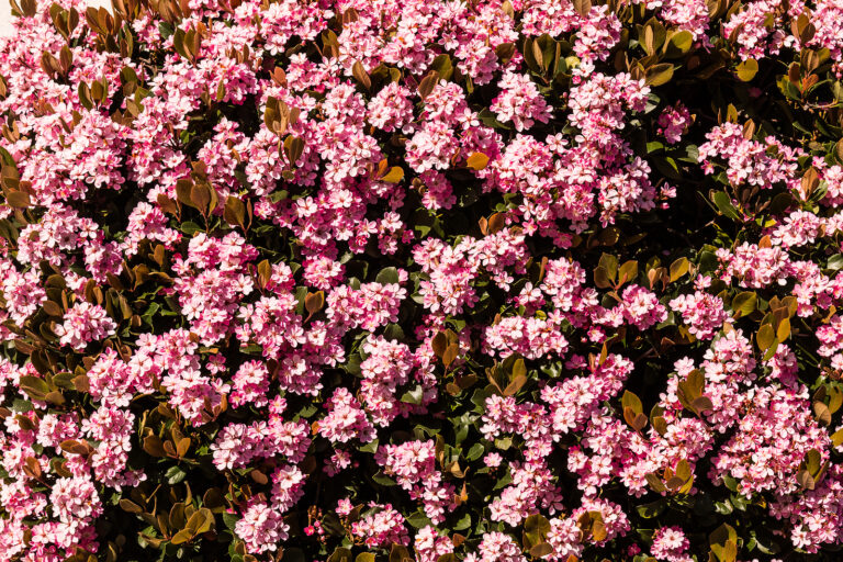 How to Grow Rhaphiolepis