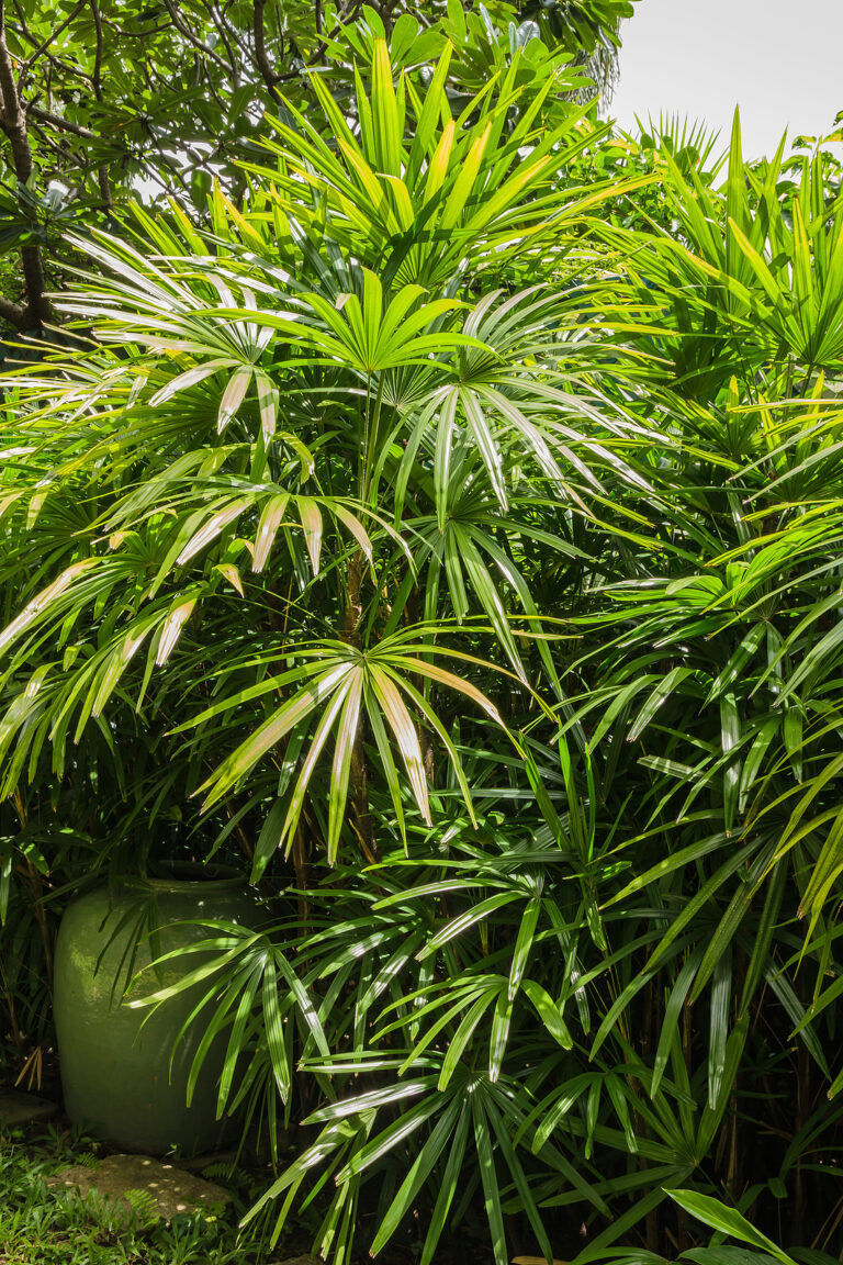How to Grow Lady Palm — Rhapis