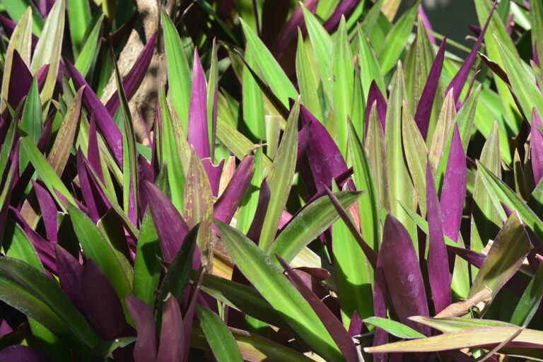 How to Grow Moses-In-A-Cradle — Rhoeo