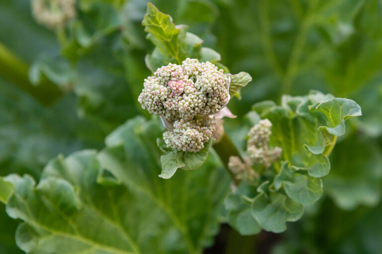 How to Grow Rheum – Rhubarb