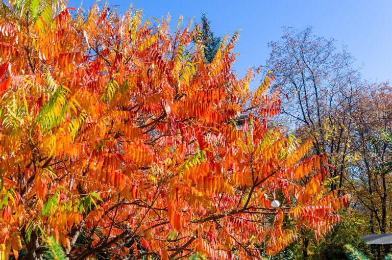 How to Grow Sumac – Rhus